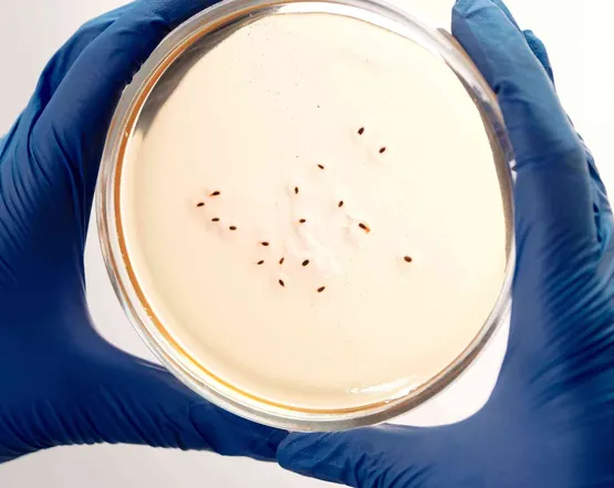 trichomonas aginalis