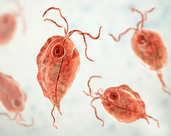 Trichomoniasis