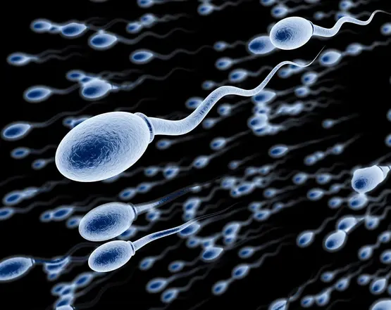 spermatogenesis