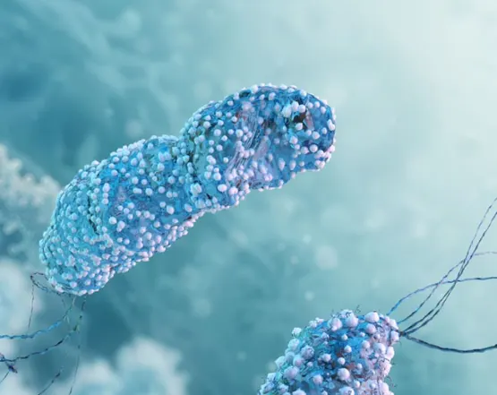 Helicobacter pylori: як бактерія викликає гастрит