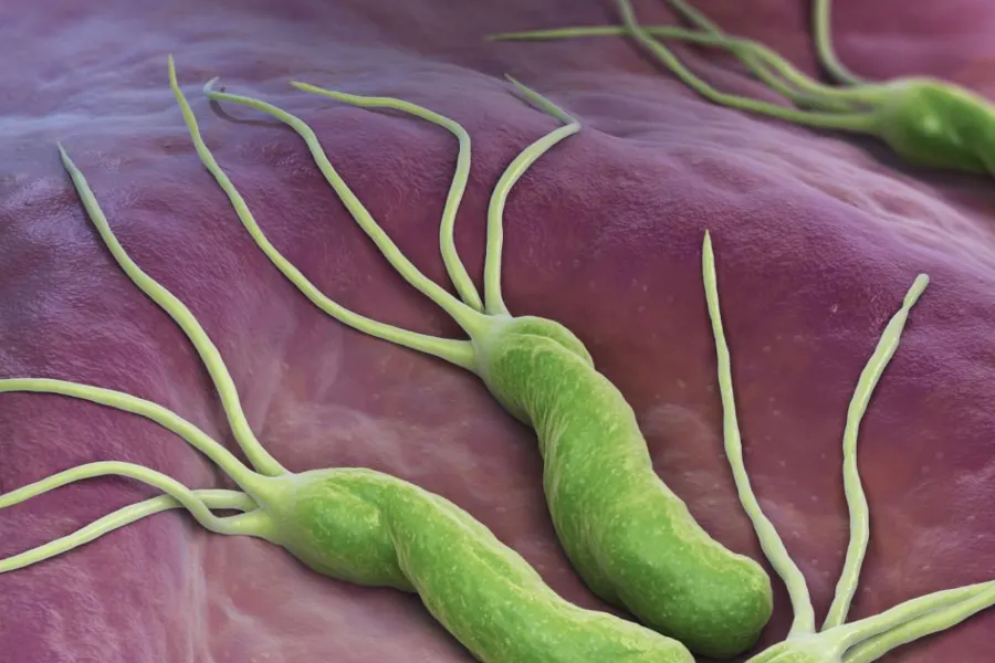 Helicobacter pylori
