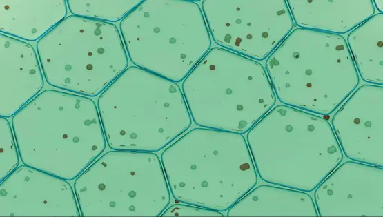 Liquid cytology