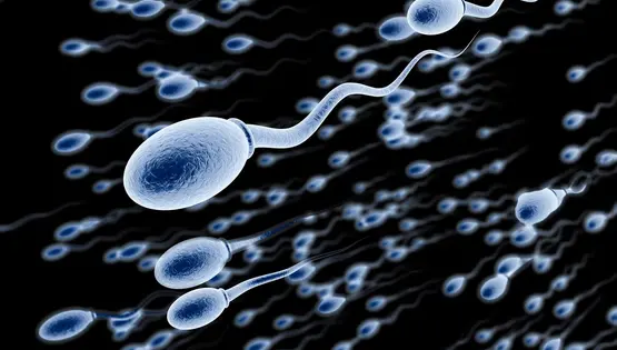 spermatogenesis